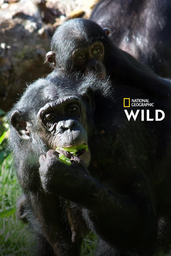 d smart go secrets of the zoo monkeys