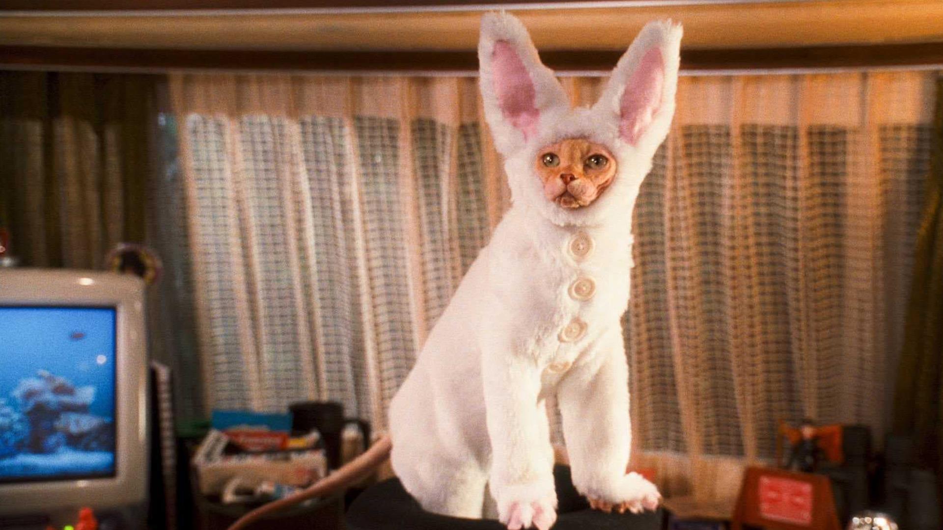 DSmart GO Kediler ve Köpekler Kitty Galore’un İntikamı